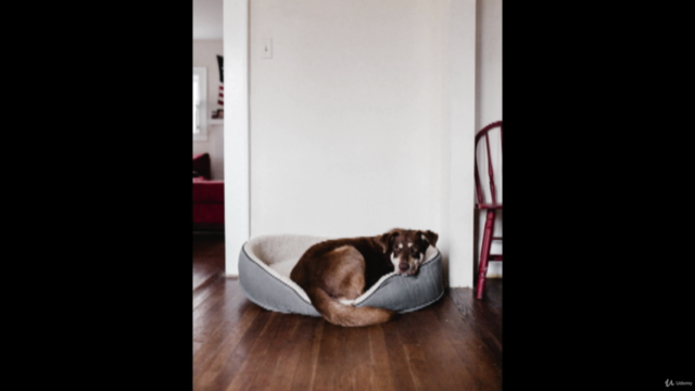 dog caring and grooming – Screenshot 1
