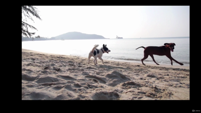 Dog Body Language – Screenshot 2
