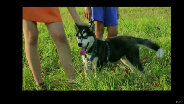 Dog Body Language – Screenshot 3