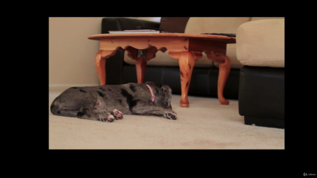 Dog Body Language – Screenshot 4