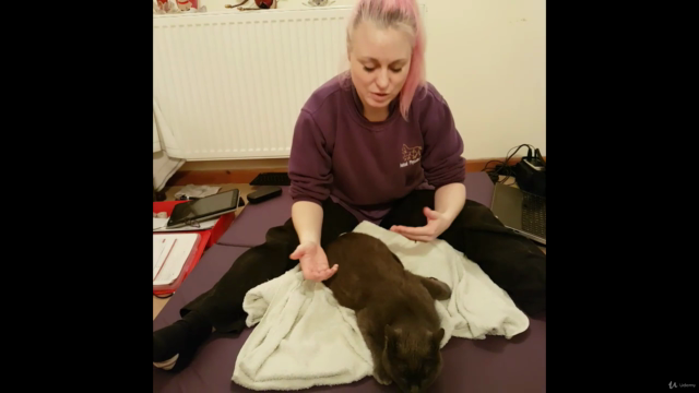 Physiotherapy and rehabilitation in the "not dog or horse" – Screenshot 1
