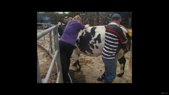 Physiotherapy and rehabilitation in the "not dog or horse" – Screenshot 3