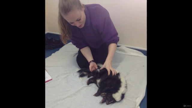 Physiotherapy and rehabilitation in the "not dog or horse" – Screenshot 4