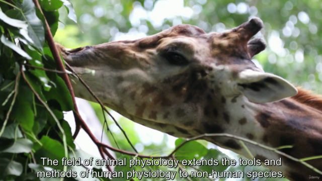 Animalist - zoology of animal 2 – Screenshot 1