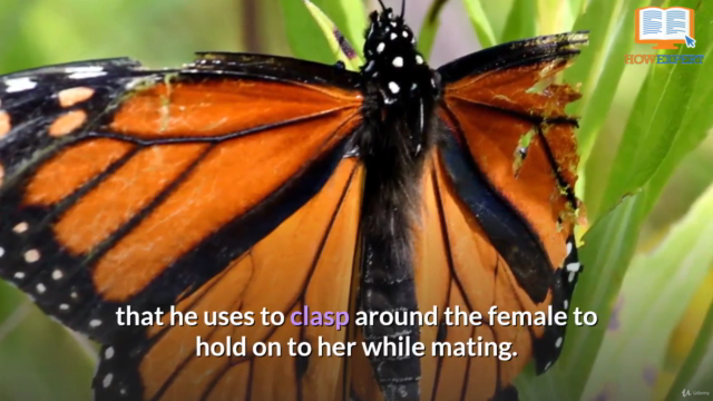 HowExpert Guide to Butterflies – Screenshot 1