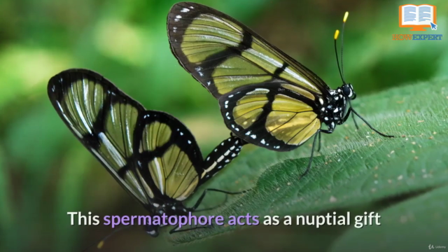 HowExpert Guide to Butterflies – Screenshot 3