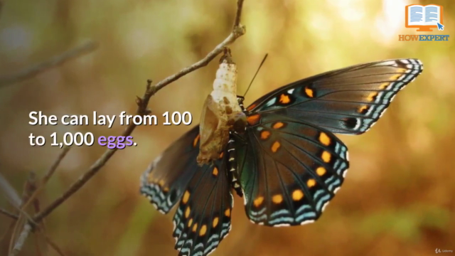 HowExpert Guide to Butterflies – Screenshot 4