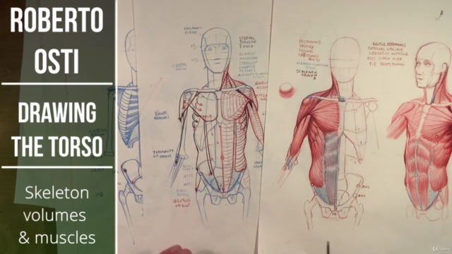 Drawing the torso: Skeleton, volumes and muscles - Screenshot_01