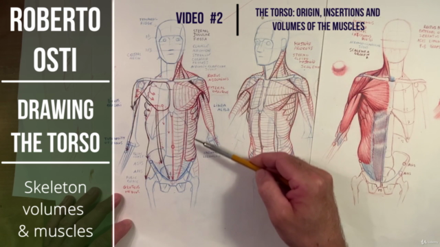 Drawing the torso: Skeleton, volumes and muscles - Screenshot_03