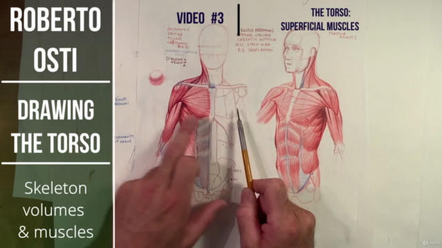 Drawing the torso: Skeleton, volumes and muscles - Screenshot_04