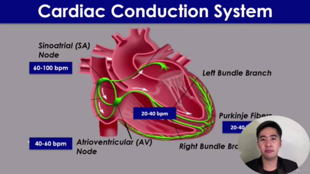 Basic ECG Analysis: Identification Made Simple and Easy – Screenshot 3