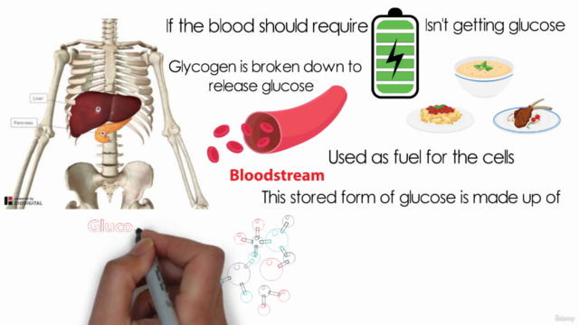 Fundamentals of Human Anatomy & Physiology – Screenshot 4