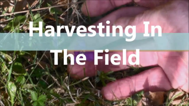 Use Wildfood And Medicine To Increase Your Vitality – Screenshot 1