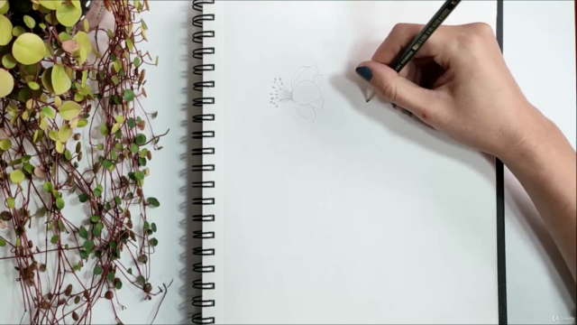 Botanical Line Drawing Illustration - Firts Steps – Screenshot 3