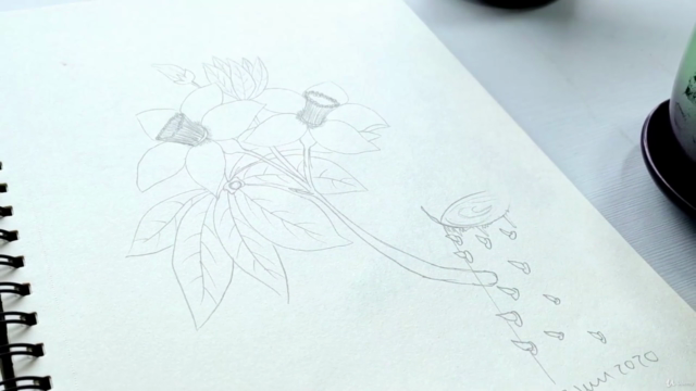 Botanical Line Drawing Illustration - Firts Steps – Screenshot 4
