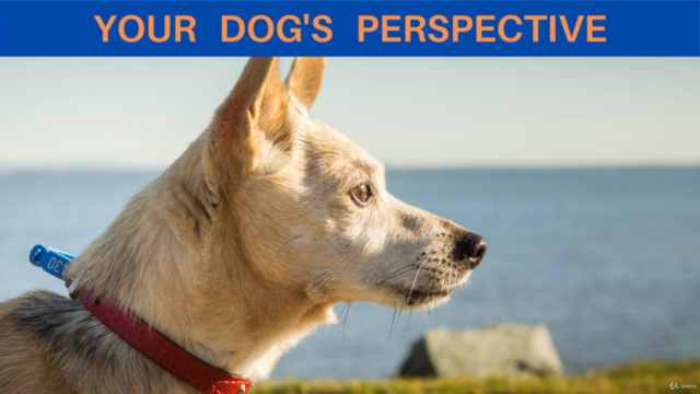 Science in Emotion: 'owner' versus dog Guardian. – Screenshot 2