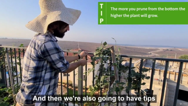 Growing Homemade Organic Food – Screenshot 4