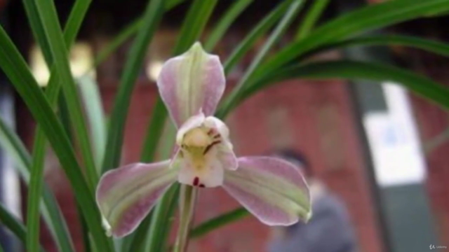 Chinese painting / Sumie course : painting different orchid – Screenshot 1