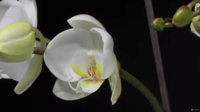 Chinese painting / Sumie course : painting different orchid – Screenshot 2