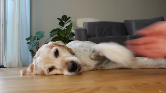 Animal Communication Beginner Level – Screenshot 2