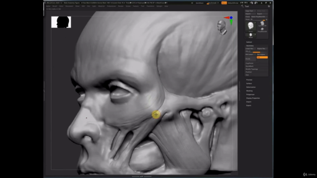 Sculpting a Male Anatomy Figure in ZBrushCore (Crash Course) – Screenshot 2