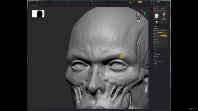 Sculpting a Male Anatomy Figure in ZBrushCore (Crash Course) – Screenshot 3