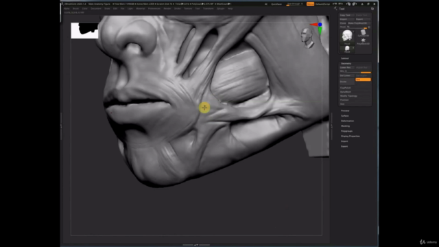 Sculpting a Male Anatomy Figure in ZBrushCore (Crash Course) – Screenshot 4