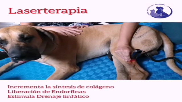 Fisioterapia Veterinaria - Laserterapia en pequeños animales - Screenshot_01