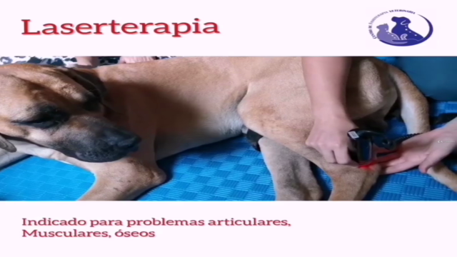 Fisioterapia Veterinaria - Laserterapia en pequeños animales - Screenshot_02
