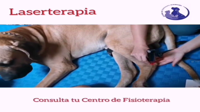 Fisioterapia Veterinaria - Laserterapia en pequeños animales - Screenshot_03