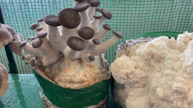 How To Grow Mushrooms At Home Indoors – Screenshot 2