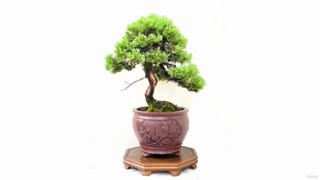 Basic Bonsai Course – Screenshot 1