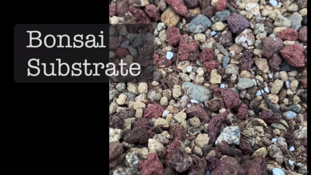 Basic Bonsai Course – Screenshot 2