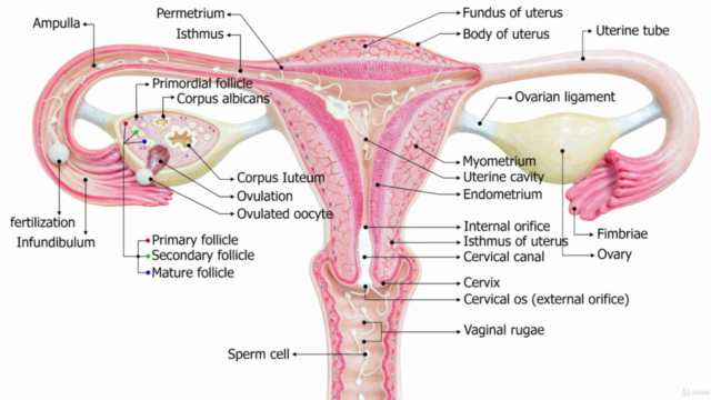 Prenatal & Postnatal Teacher Training (CPD Certified) – Screenshot 2