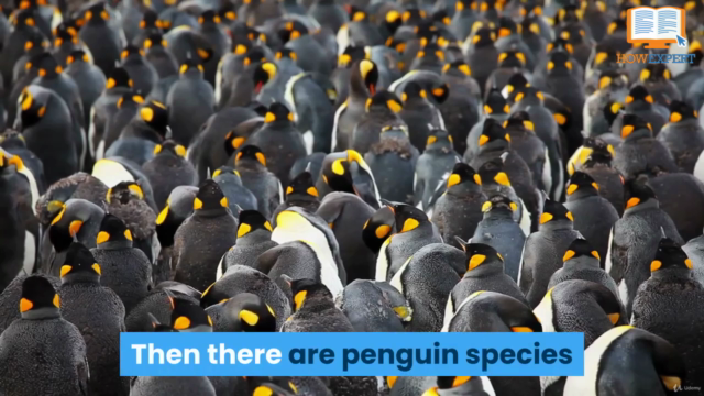 HowExpert Guide to Penguins – Screenshot 2