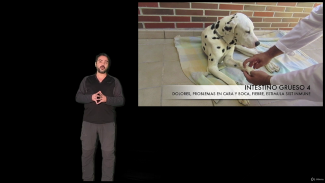 ACUPUNTURA Y MASAJE EN VETERINARIA: Los puntos maestros – Screenshot 2