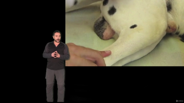 ACUPUNTURA Y MASAJE EN VETERINARIA: Los puntos maestros – Screenshot 3
