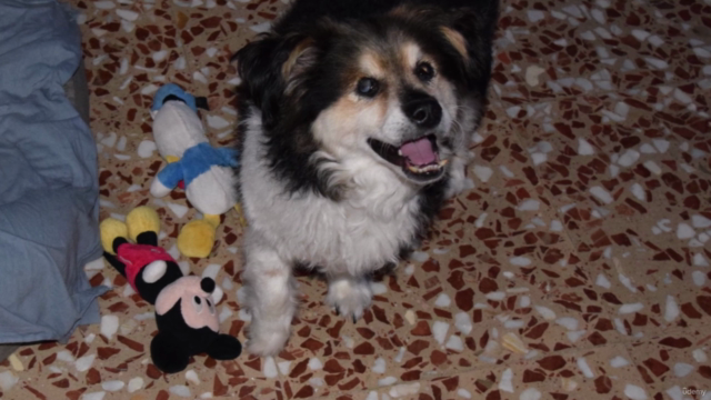 El perro senior – Screenshot 1