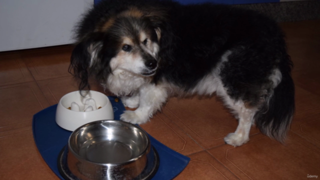 El perro senior – Screenshot 2