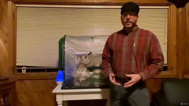 Tabletop Mushroom Growing At Home Indoors – Screenshot 1