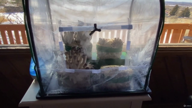 Tabletop Mushroom Growing At Home Indoors – Screenshot 2