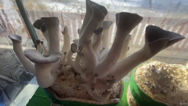 Tabletop Mushroom Growing At Home Indoors – Screenshot 3