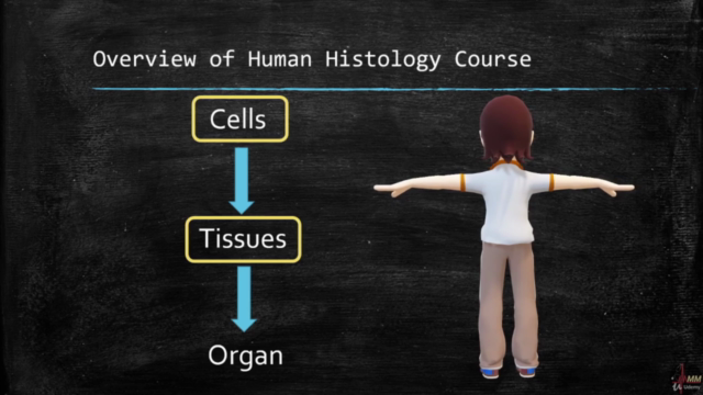 Human Histology for Medical students | 6 hours | 33 videos – Screenshot 1