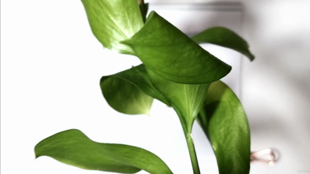 Botanical Line Drawing: Bent Leaves From Beginner To PRO – Screenshot 2