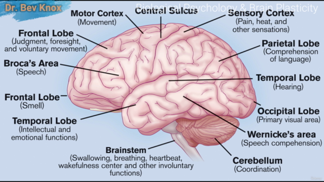 Psychology of Mind & Biology (Certificate of Completion) – Screenshot 3