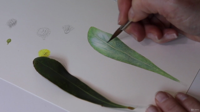 Introduction to Botanical Art - Acacia, or Golden Wattle – Screenshot 2