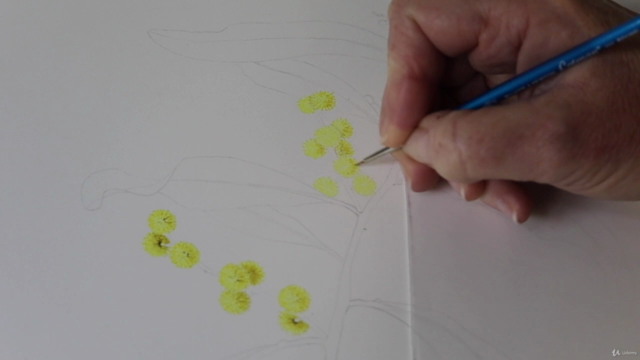 Introduction to Botanical Art - Acacia, or Golden Wattle – Screenshot 3