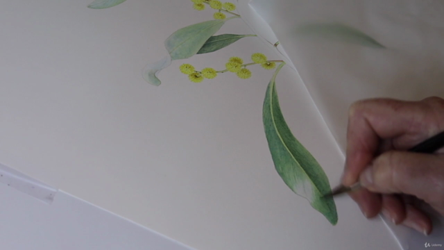 Introduction to Botanical Art - Acacia, or Golden Wattle – Screenshot 4
