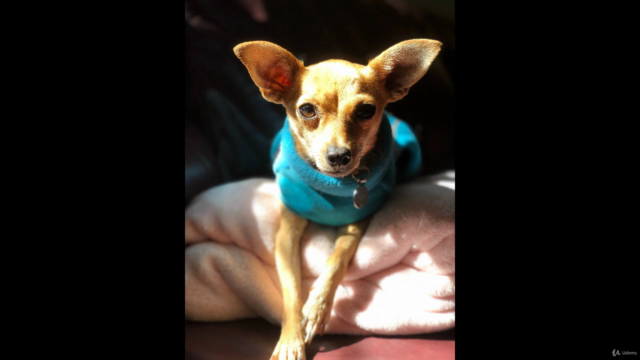 Making Handmade Jewelry for Your Pet – Screenshot 3