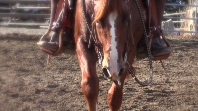 Preparing Your Horse For Success – Screenshot 1